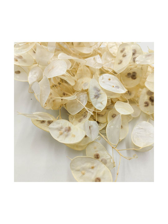 Monthly White Lunaria Bleached Polish