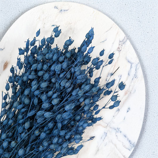 Blumen der Blauen Silene Pflanze