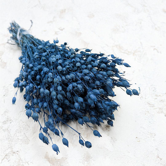Blumen der Blauen Silene Pflanze