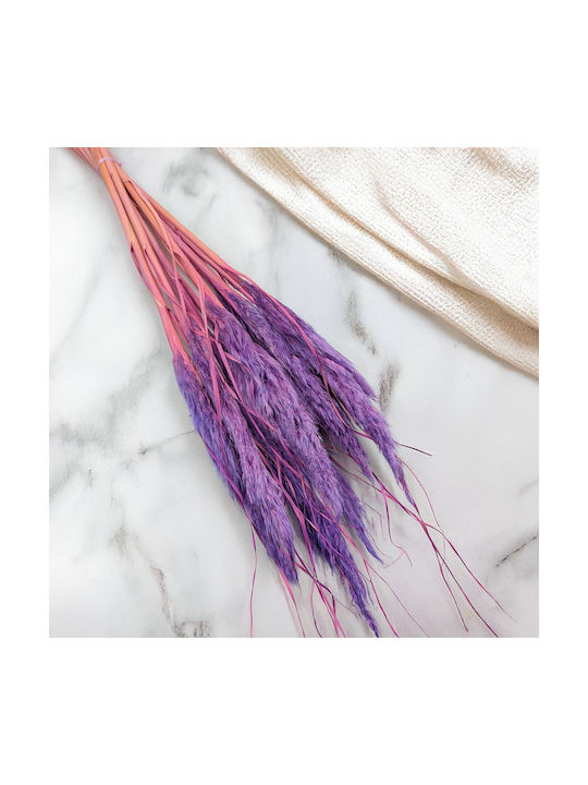 Mini Pampas Grass Lilac 10pcs