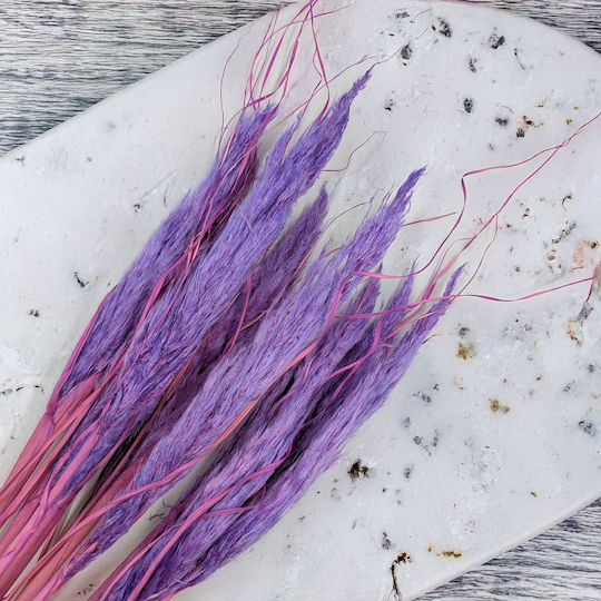 Mini Pampas Grass Lilac 10pcs