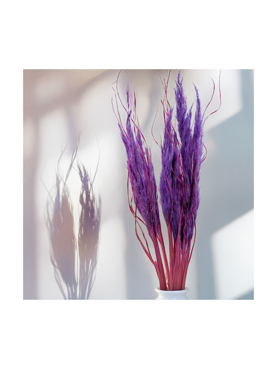 Mini Pampas Grass Lilac 10pcs