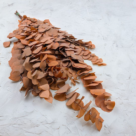 Stabilized Eucalyptus Stuartiana Orange