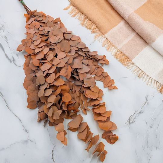 Stabilized Eucalyptus Stuartiana Orange