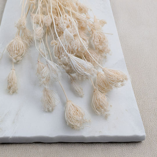 Fenchel Getrocknet