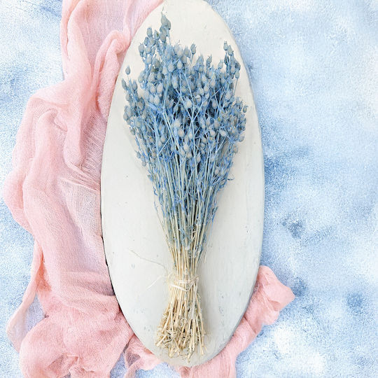 Bladder Campion Silene Hellblau