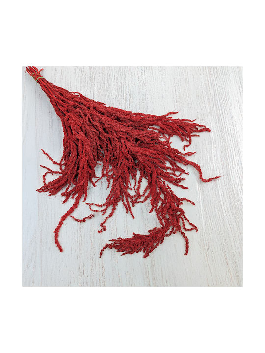 Stabilized Amaranth Red Amaranth