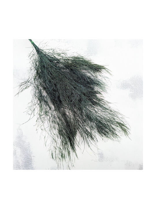 Stabilized Fern Tree-like
