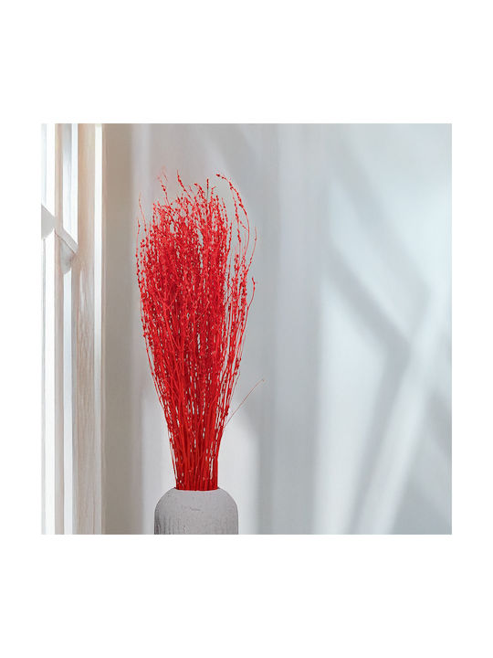 Lepidium Lepidium Sativum Red