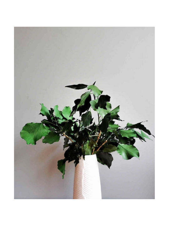 Stabilized Ivy Green Stabilized Ivy Green