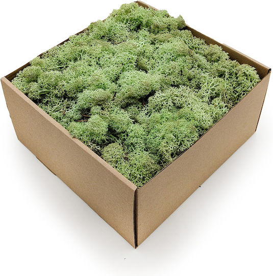 Reindeer Moss Norway Mint Green 500g Net