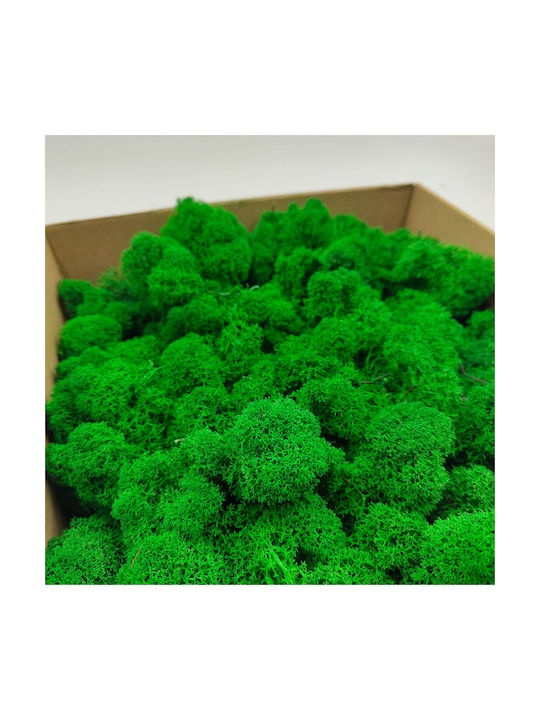 Reindeer Moss Finnish Cleaned Green 500g Net