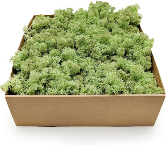 Reindeer Moss Norway Mint Green 500g Net