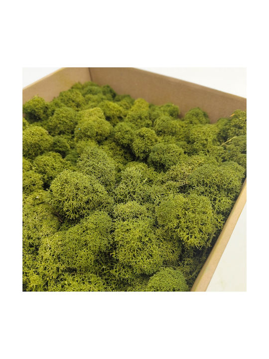 Reindeer Moss Finnish Cleaned Olive 50g Net