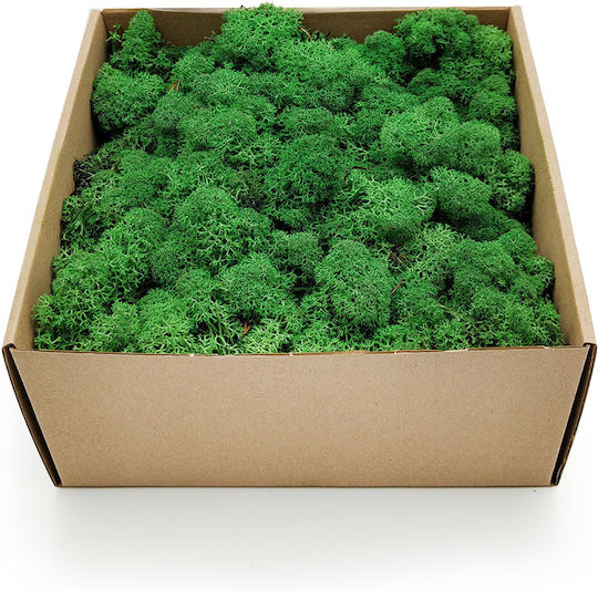 Reindeer Moss Lichen Norway Shade Grass 500g Netto