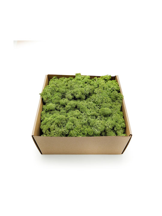 Reindeer Moss Lichen Norway Medium Green 500g Net
