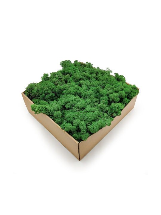 Reindeer Moss Lichen Norway Shade Grass 500g Netto