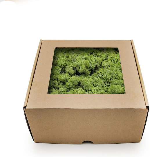 Mușchi De Ren Lichen Norvegia Mediu Verde 500g Net
