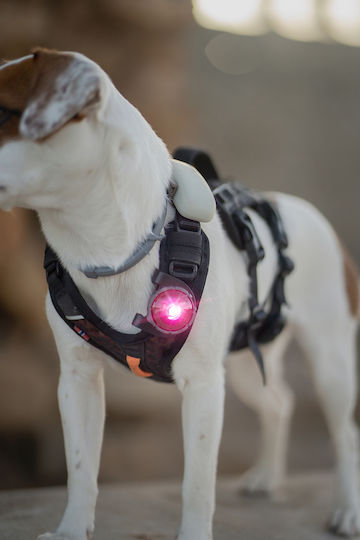 Lumină Orbiloc Dog Dual Auriu
