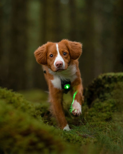 Lumină Orbiloc Dog Dual Auriu