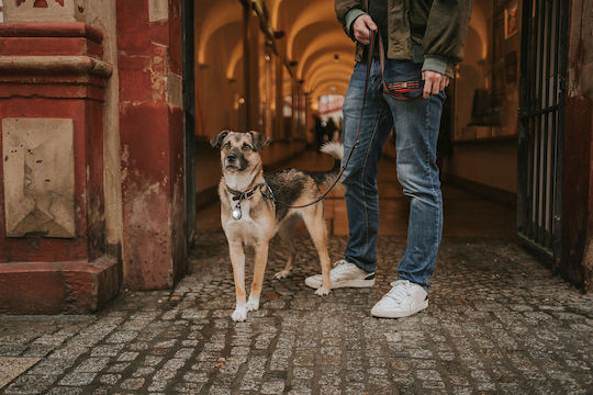 Lumină Orbiloc Dog Dual Auriu