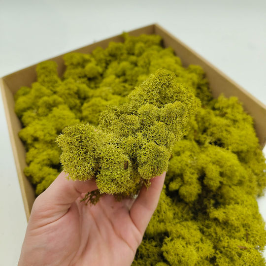 Mușchi de Ren Curățat Finlandez Verde Lămâie 500g Net