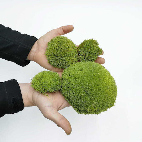 Moss Cushion Light Green Natural 0.1m² 40x25cm France