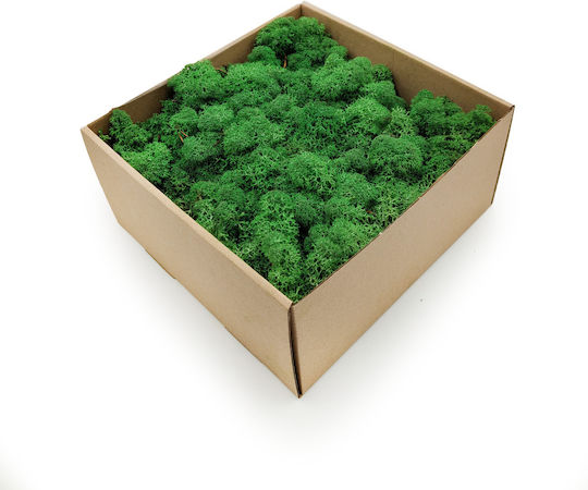 Reindeer Moss Lichen Norway Shade Grass 250g Net
