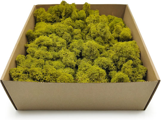 Reindeer Moss Finnish Cleaned Lime 250g Net
