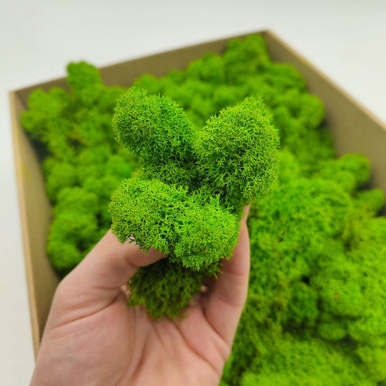 Reindeer Moss Finnish Cleaned Light Green 250g Net