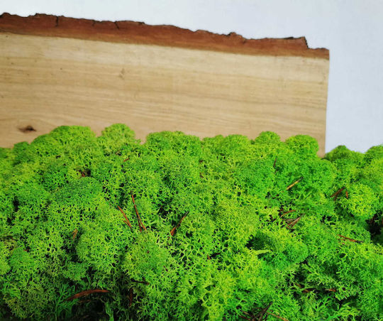 Reindeer Moss Lichen Norway Grass Green 500g Net Weight
