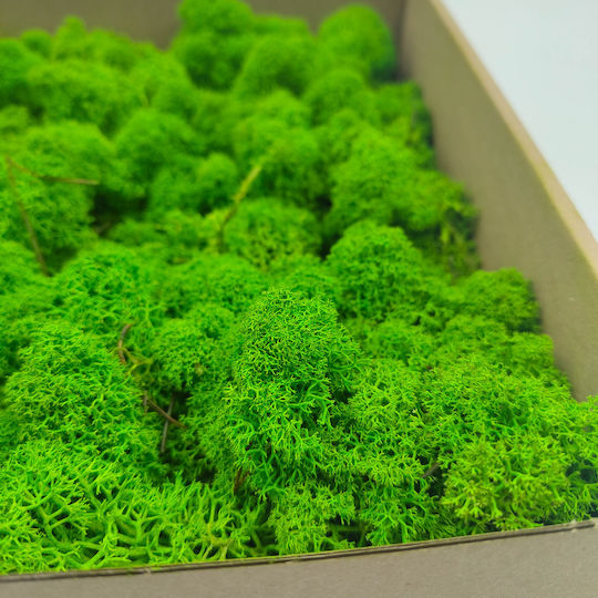 Mușchi de Ren Curat Finlandez Verde de Vară 500g Net