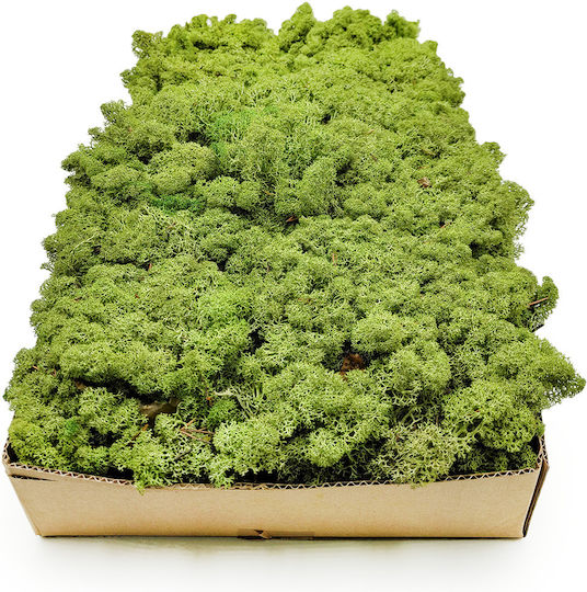 Reindeer Moss Lichen Norway Medium Green 250g Net