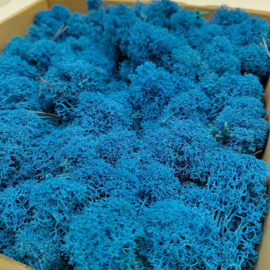 Reindeer Moss Finnish Cleaned Blue 500g Net