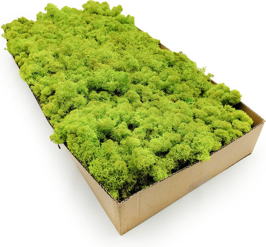 Moos Rentiermoos Norwegen Frühling Grün 250g Netto