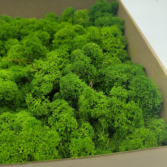 Reindeer Moss Finnish Cleaned Forest Green 50g Net