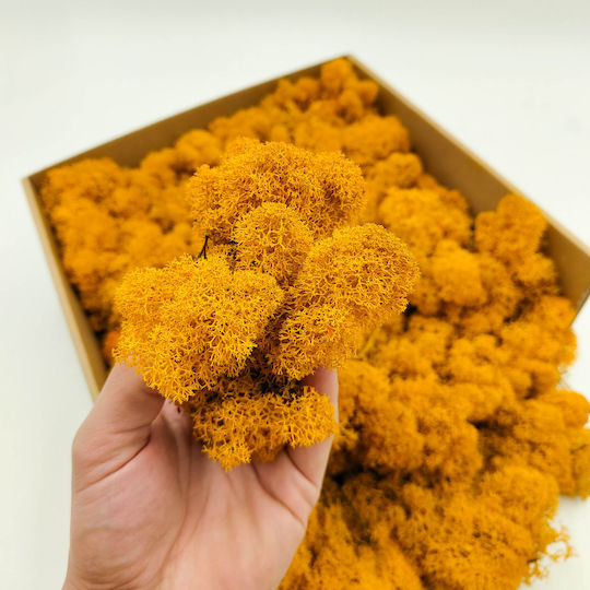 Mușchi Ren Lichen Finlandez Curățat Galben Închis 250g Net