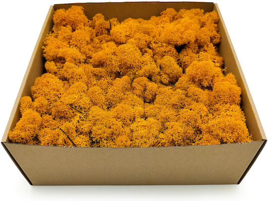 Mușchi Ren Lichen Finlandez Curățat Galben Închis 250g Net
