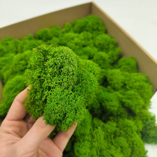 Moss Reindeer Lichen Finnish Cleaned Forest Green 500g Net