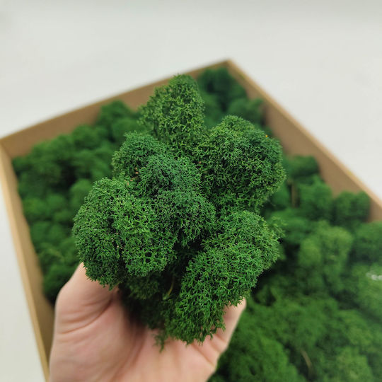 Reindeer Moss Finnish Cleaned Bottle Green 50g Net