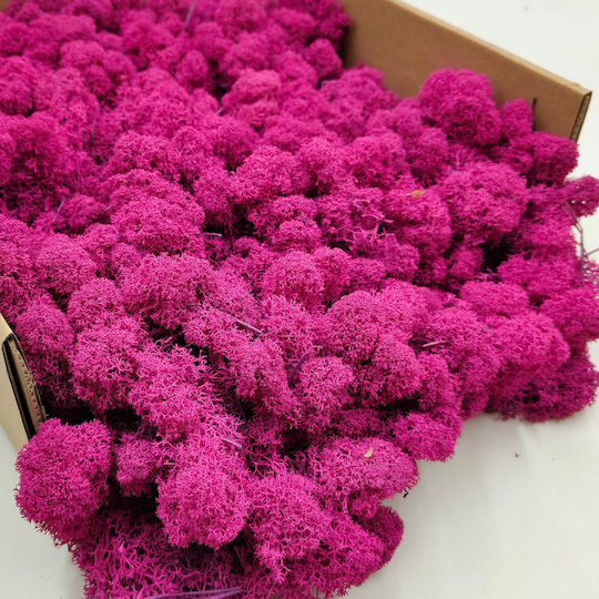 Reindeer Moss Finnish Cleaned Fuchsia 250g Net