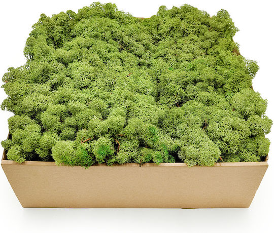 Reindeer Moss Lichen Norway Medium Green 50g Net