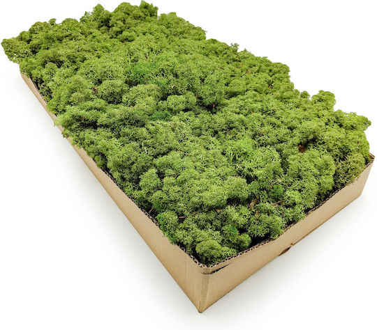Reindeer Moss Lichen Norway Medium Green 50g Net