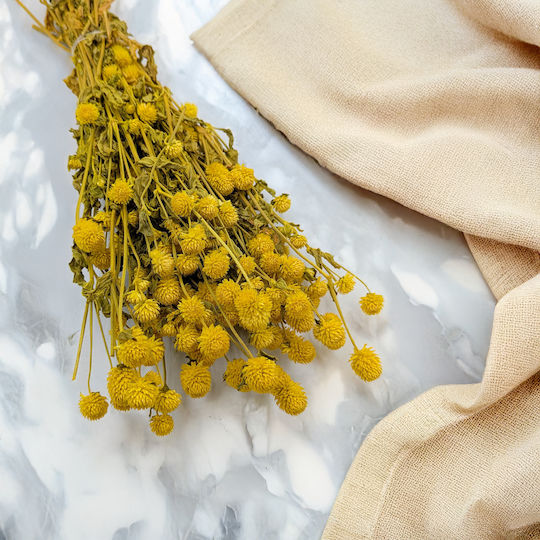 Dried Globe Amaranth Globe Everlasting Yellow