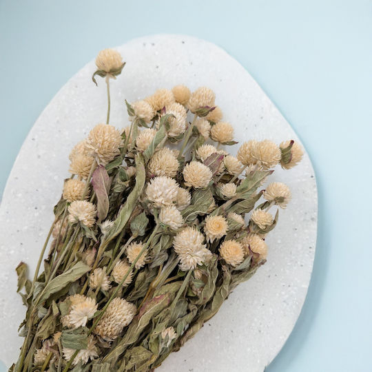 Dried Globe Amaranth Globe Everlasting White
