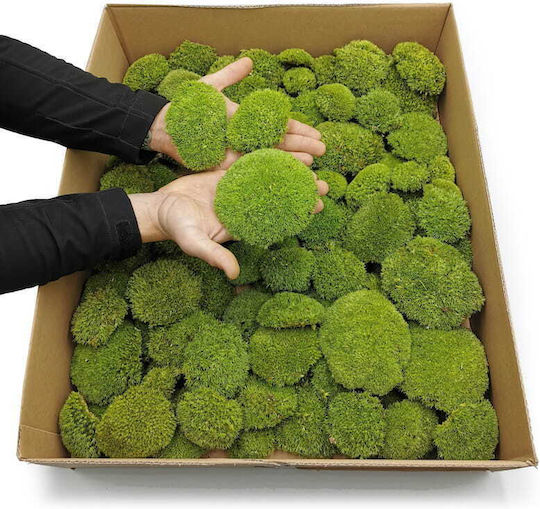 Moss Cushion Light Green Natural 0.062m² 40x15cm France