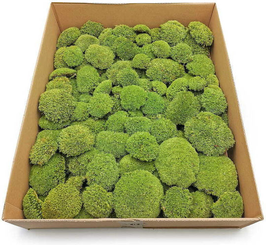 Moss Cushion Light Green Natural 0.062m² 40x15cm France