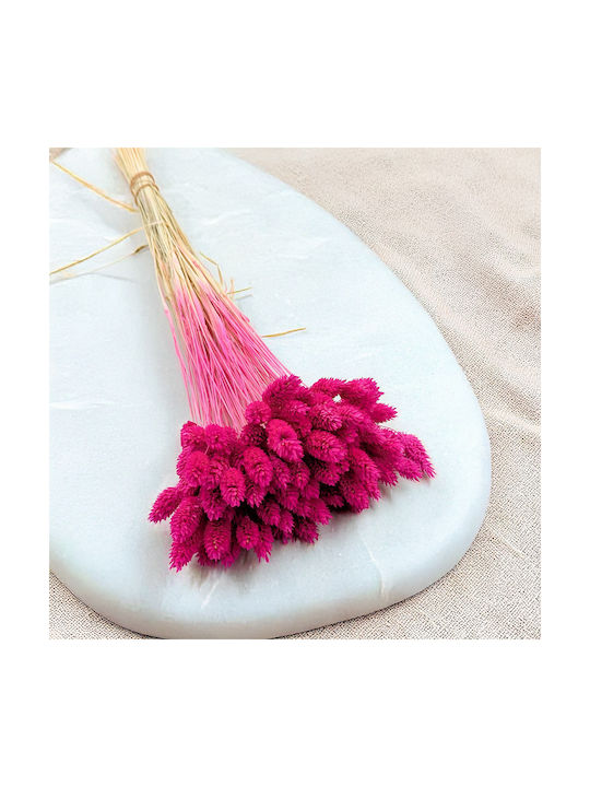 Dried Phalaris Canary Canary Grass Fuchsia