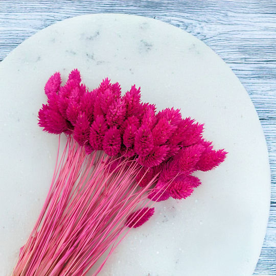 Dried Phalaris Canary Canary Grass Fuchsia