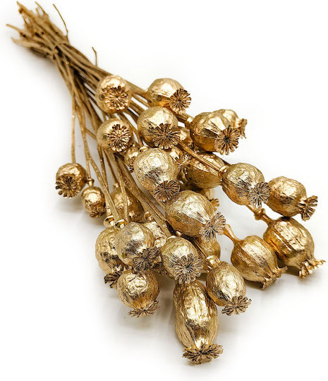 Dried Poppy Head Papaver Gold